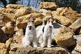 FOX TERRIER 106